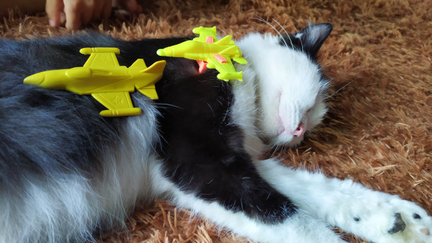 可爱的猫睡在他的身上的飞机玩具图片下载