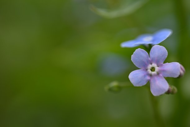 蓝色勿忘我花为背景，天空色花以绿色为背景，傍晚夏夜，特写花以模糊为背景，自然发展，照片为灵感图片下载