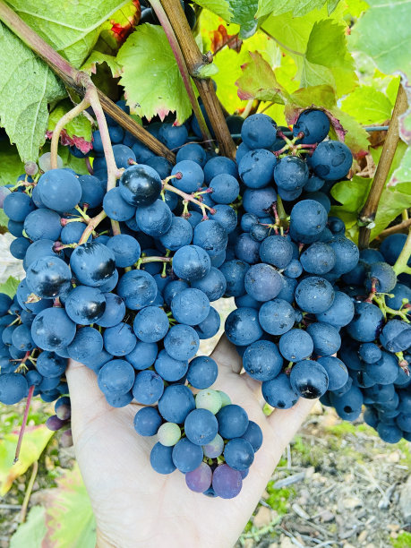 法国葡萄园里的一串葡萄图片下载