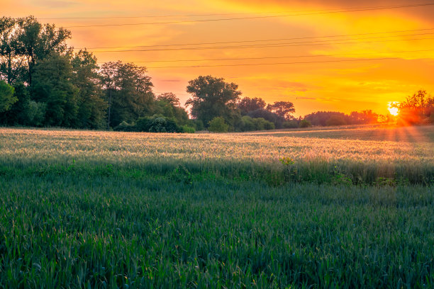 田野里孤零零的一棵树。山地地形，山地褶皱的田野和草地。美丽的绿色春天和初夏的乡村。日落时有趣的天空和云彩。封面照片及壁纸图片下载