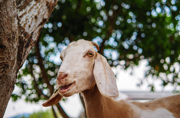 可爱的小山羊和有趣的山羊农场近距离。肖像。头像照片图片下载