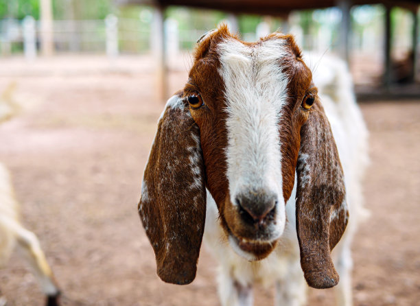 可爱的小山羊和有趣的山羊农场近距离。肖像。头像照片图片下载
