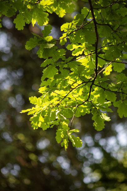 清新的绿色橡树树叶在模糊的森林背景上。自然特写垂直照片，选择性对焦。图片下载