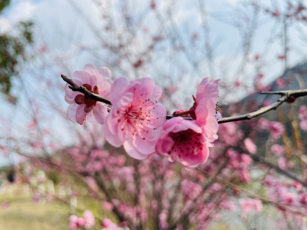 这张照片拍摄了阳光下粉红色桃花的特写，精致地展示了花瓣的美丽。图片下载