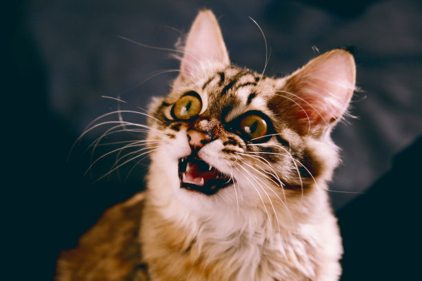 非常可爱的小猫。有趣的笑宠物。快乐的虎斑猫。幽默图片下载