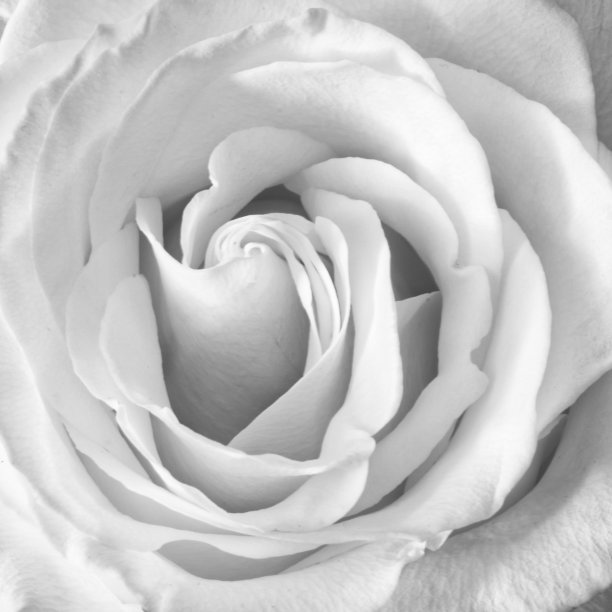 玫瑰花作为艺术家的背景图片下载