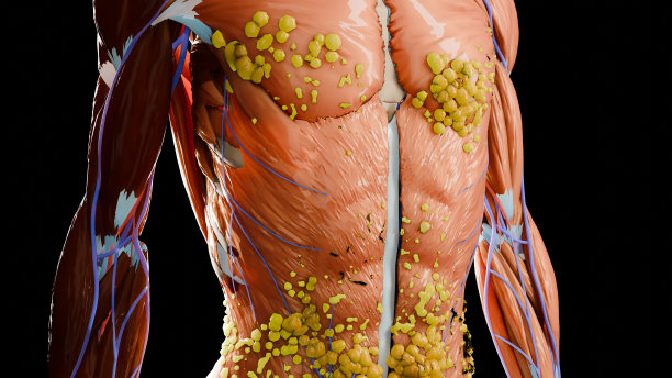 减肥比较。人的身体蜕变。之前和之后的粗腰和细腰，胖肚子之前和苗条贴合完美腹肌之后的快速减肥过程。体育训练。脂肪燃烧，3d渲染图片下载