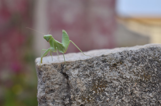 一只普通的密欧曼提斯坐在花园里的岩石表面上的特写照片。它也被称为草料斗。图片下载