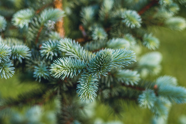 蓝色的圣诞树。圣诞贺卡背景图片下载