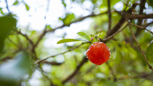 泰国樱桃或针叶樱桃果实上的树，高维生素C和抗氧化的水果。图片下载