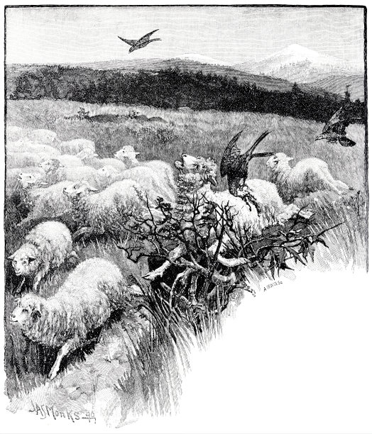 在新西兰，羊被Keas袭击图片下载