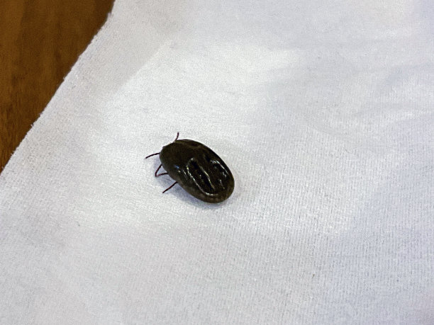 近距离观察，成年狗蜱的组织表面充满了血图片下载