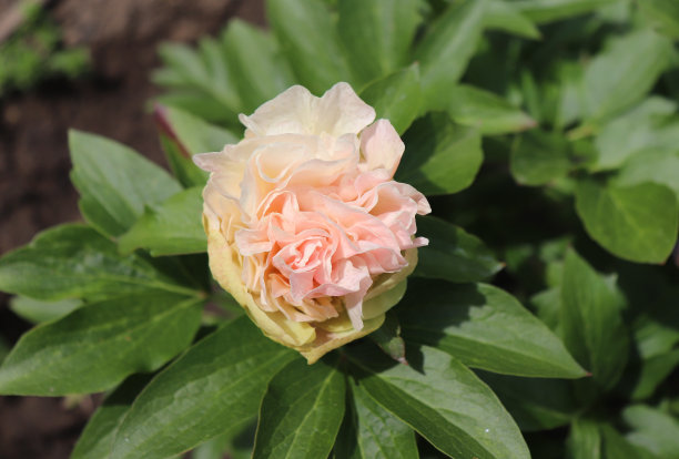 花园里的牡丹。牡丹盛开的照片与绿色的背景完美地搭配在一起。春天的背景。开花，春天，植物群。鲜花照片概念。贺卡。图片下载