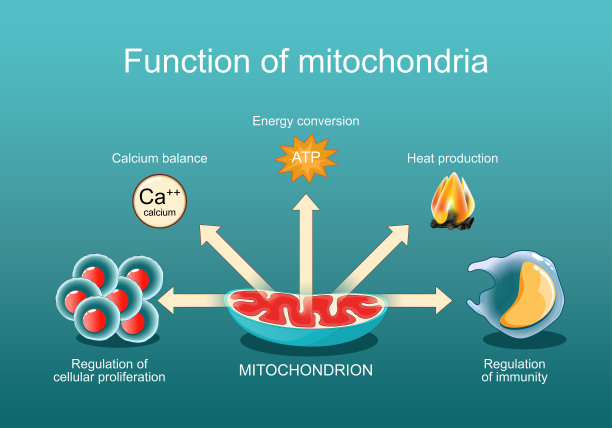 线粒体的功能。图片下载