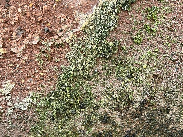 一种在岩石上生长的植物的特写照片。图片下载