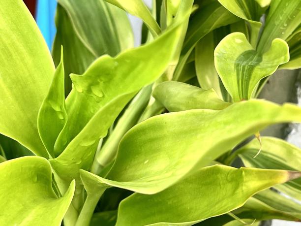 一张有绿叶和水滴的植物的照片。图片下载