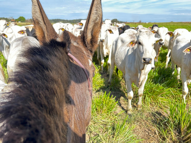 美丽的航拍图像内洛尔密集肉牛在热带气候。马对动物的视觉图片下载