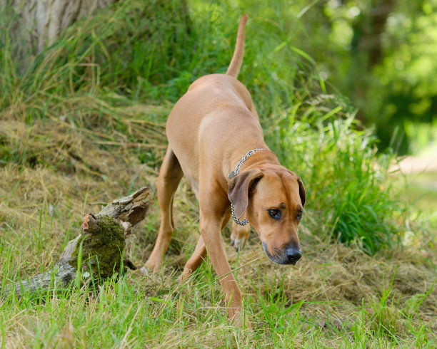 一只可爱的罗得西亚脊背狗在公园里的树上嗅来嗅去的特写照片图片下载