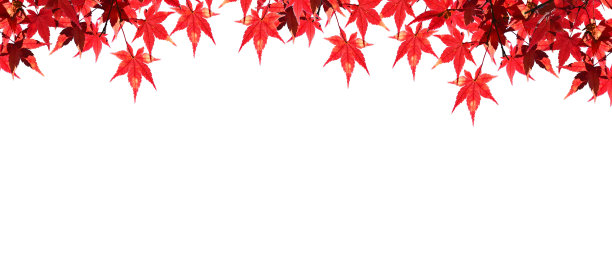 秋天的红枫叶子孤立在白底上。图片下载