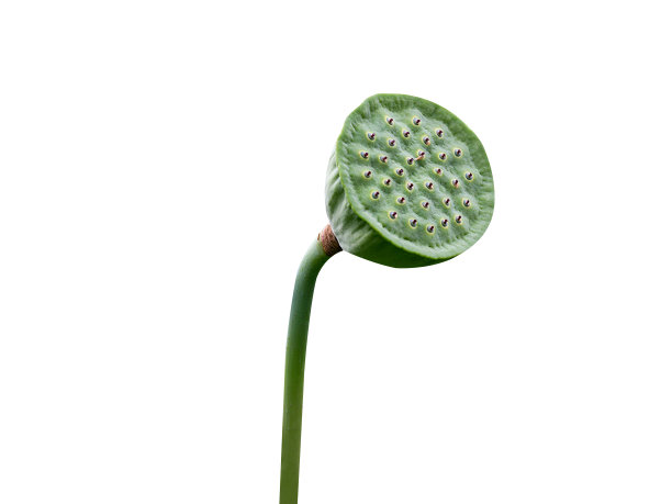 莲子莲荚图片下载