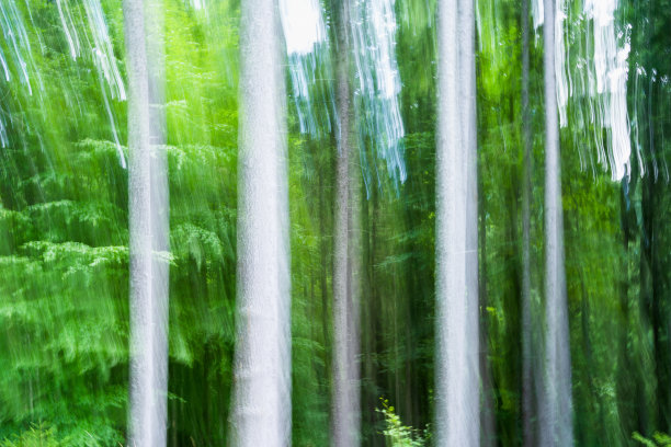 抽象有意相机运动照片与森林。穆迪怪异的摄影艺术图片下载