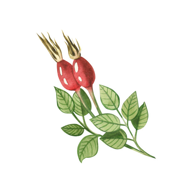 在白色背景上用水彩绘制的红玫瑰果和玫瑰果叶的小枝。适用于织物、纸张、纺织品、图案的印刷图片下载