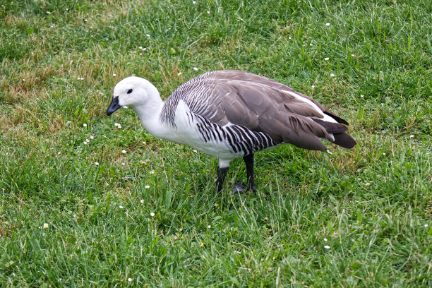 在城市公园里，一只麦哲伦鹅。意大利博洛尼亚。图片下载