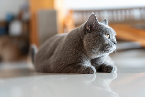 一只有点胖的英国短毛猫躲在角落里，从阴影中观察，这是一张特写照片。图片下载