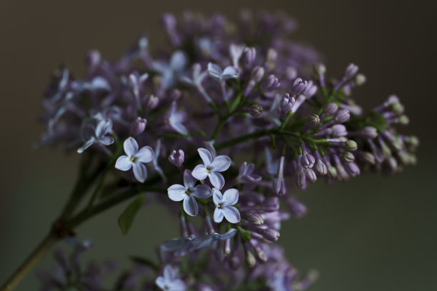 静物，特写，盛开的紫丁香花，盛开的紫丁香，春天花束，屏幕保护程序，背景对比图片图片下载