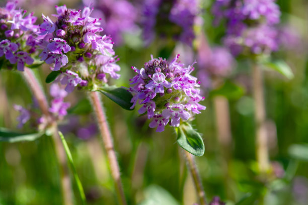 百里香，布雷克兰野生百里香，爬行百里香特写，微距照片。开花的芳香药用植物。图片下载