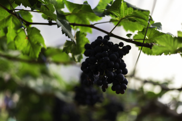 花园里的藤蔓和一串白葡萄。农民收割葡萄。图片下载