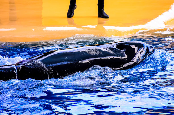 一只黑鲸正在水池里游泳图片下载