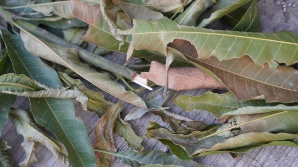 在房子后面的花园里，各种植物的干叶子堆成的垃圾被收集起来用作肥料。图片下载