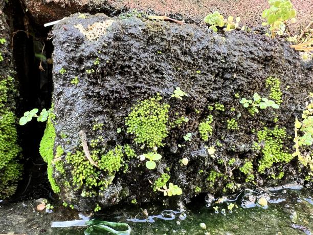 一张长满苔藓的岩石的照片，上面长着一些小植物。图片下载