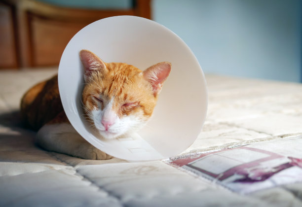 生病的橙色猫在房间里用伊丽莎白式的塑料项圈或锥形项圈防止他抓眼睛，可爱的猫戴着保护性的塑料项圈图片下载