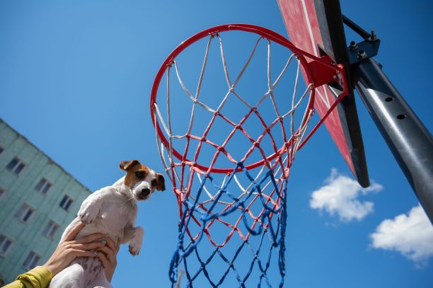 在蓝天背景下，杰克罗素梗在篮筐里得分图片下载