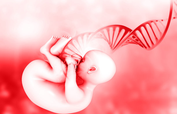 带有DNA链的人类胎儿图片下载