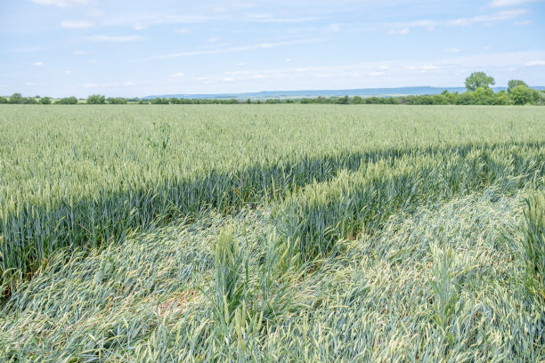 麦田里有农业机械的痕迹。图片下载