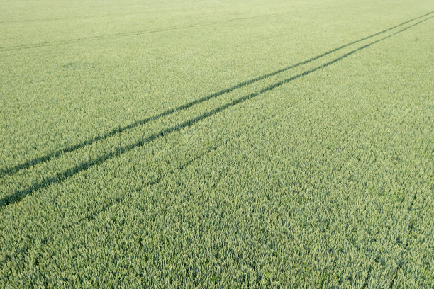 麦田里有农业机械的痕迹。图片下载