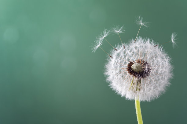 美丽的蒲公英花与羽毛在绿松石的背景。宏观照片。图片下载
