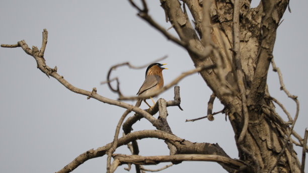 鸟类收藏图片下载
