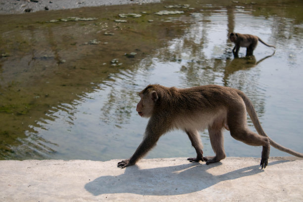 动物，一只猴子在走路图片下载