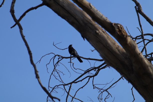 鸟类收藏图片下载