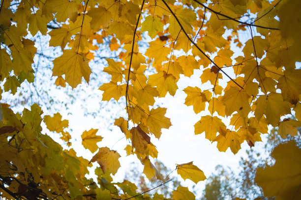 草地或草坪纹理的全画幅照片图片下载