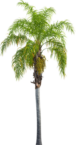 女王棕榈树的侧视图-罗马西格斯图片下载