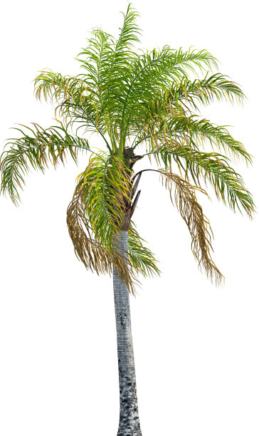 女王棕榈树的侧视图-罗马西格斯图片下载