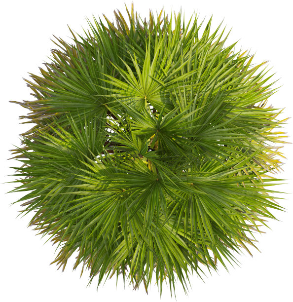 加州葵棕榈树俯视图图片下载