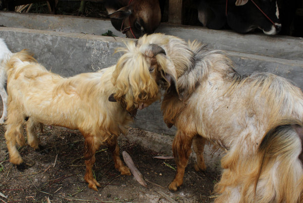 笼子里的山羊。图片下载