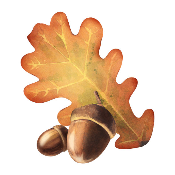 橡子的橡树叶。落叶的水彩植物插图。用于设计背景，卡片，书籍图片下载