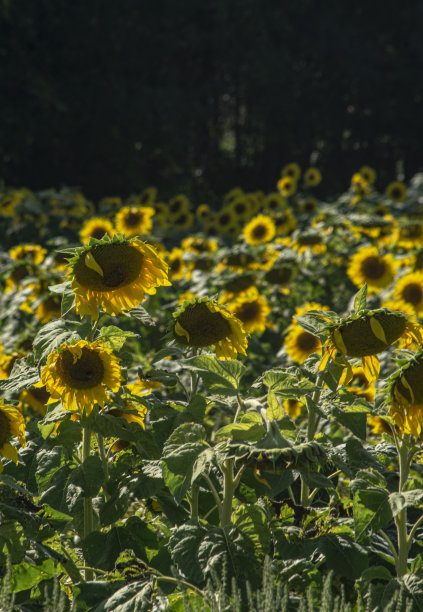 到处都是向日葵。图片下载